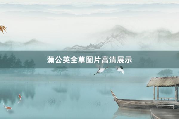 蒲公英全草图片高清展示