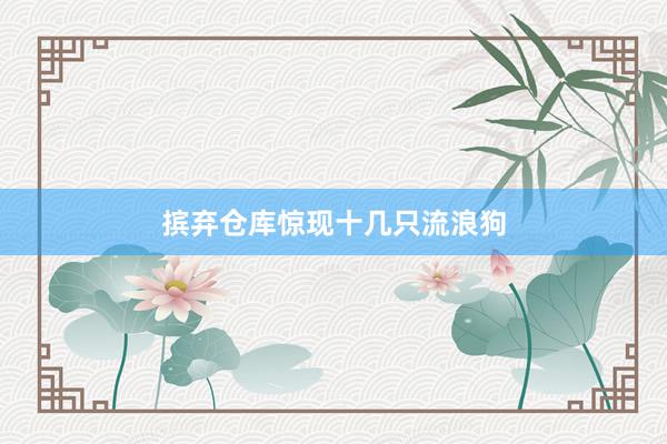 摈弃仓库惊现十几只流浪狗